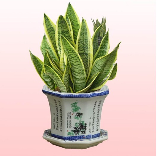孕妇禁忌:最适合宝宝的10种盆栽